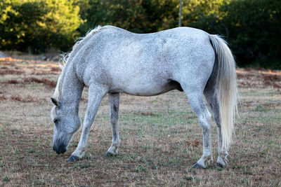 Horse standing in a field