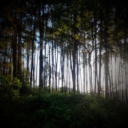 Trees in forest against sky