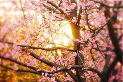 Low angle view of pink flower tree