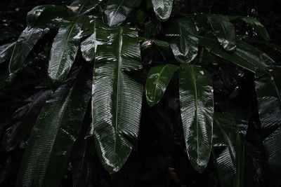 Full frame shot of leaves