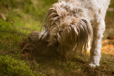 Close-up of dog on field