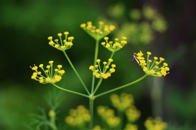 Close-up of flowering plant