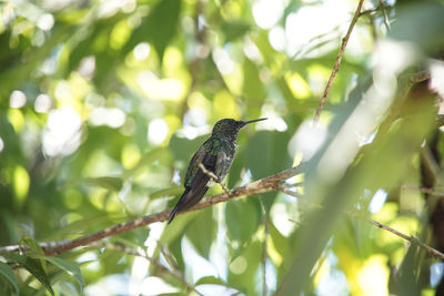 Low angle view of bird perching on branch