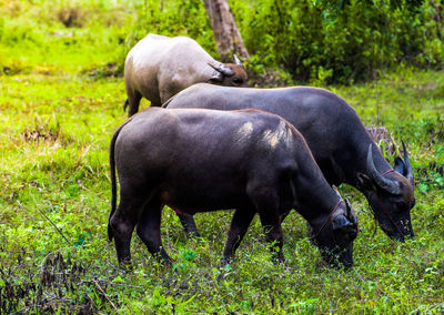 Water buffalo standing in a field