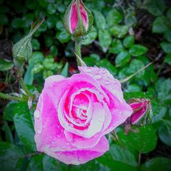 Close-up of pink rose