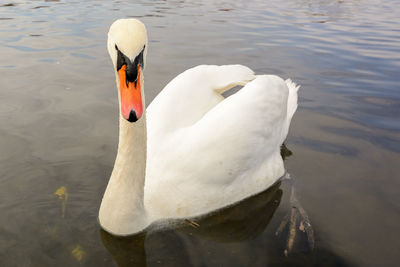 Swan swimming in lake