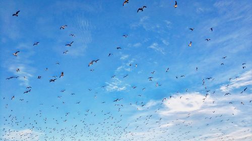 Low angle view of birds flying in sky