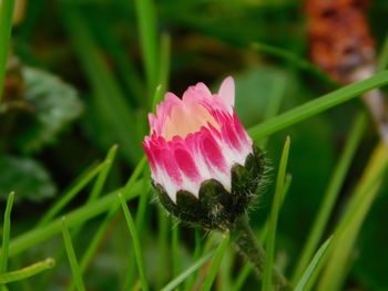 Close-up of pink flowers