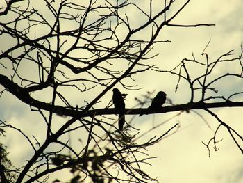 Low angle view of birds perching on branch