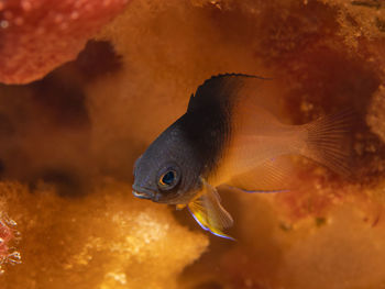 Stegastes partitus, the bicolor damselfish