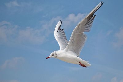 Low angle view of seagull flying in sky