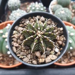 High angle view of succulent plant in pot