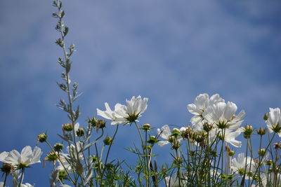 Close-up of white flowers blooming outdoors