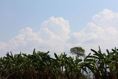 Low angle view of trees against blue sky