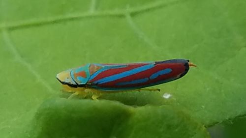 Close-up of insect on leaf