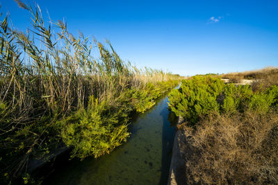 Scenic view of agricultural field against clear blue sky