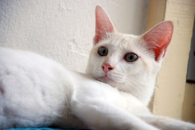 Close-up portrait of cat
