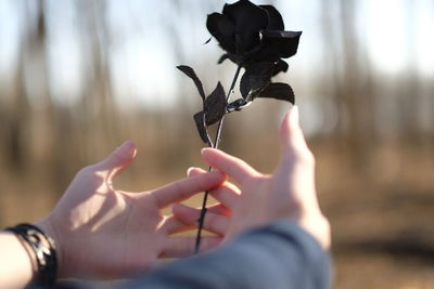 Cropped hands of person holding black rose