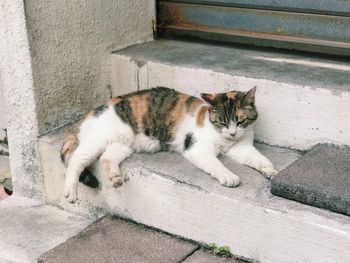 High angle view of cat resting on wall