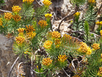 Close-up of honey bee on plant