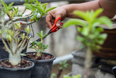 Midsection of person holding potted plant