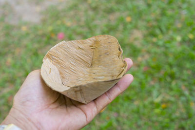 Close-up of hand holding leaves