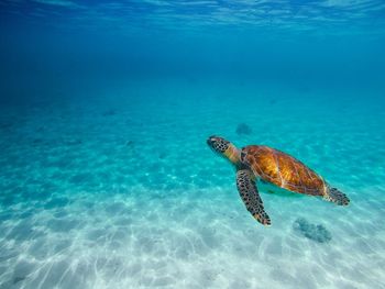 Turtle swimming in sea