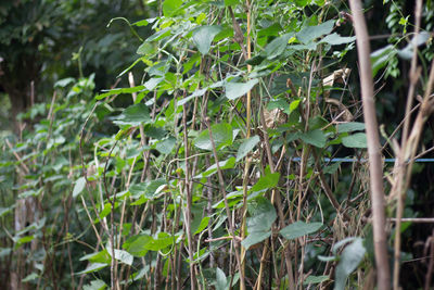 Close-up of bamboo plants in forest
