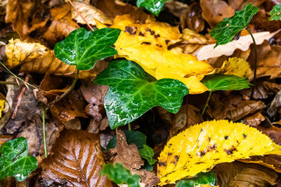 Close-up of autumn leaves on land