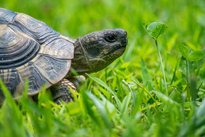 Close-up of a turtle in a field