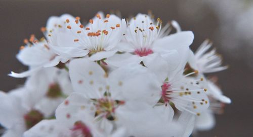 Close-up of flowers