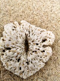 Close-up of a mushrooms