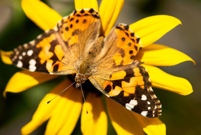 Close-up of butterfly pollinating on yellow flower