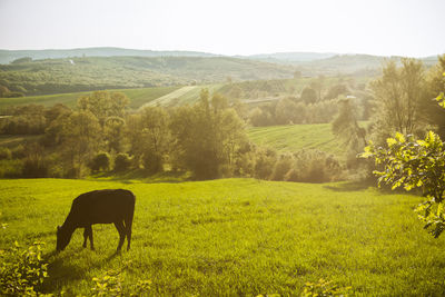 Horses in a field