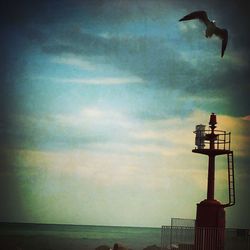 Silhouette of birds flying over sea