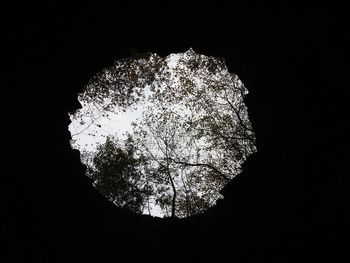 Low angle view of silhouette tree against sky at night