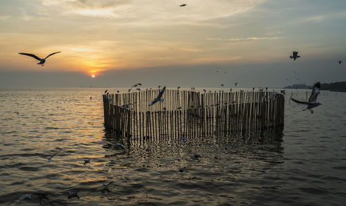 Seagulls flying over sea against sky during sunset