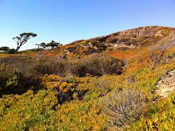 Scenic view of landscape against clear sky