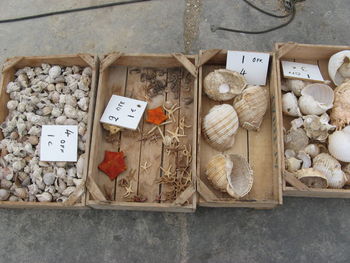 High angle view of seashells and star fish in crates for sale at market stall