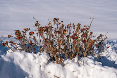 Plants growing on snow covered land