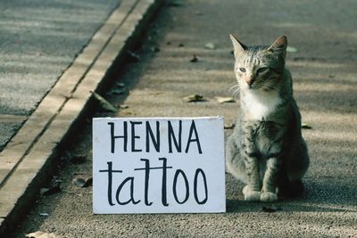 Cat sitting by henna tattoo text on road