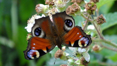 Close-up of insect on flower