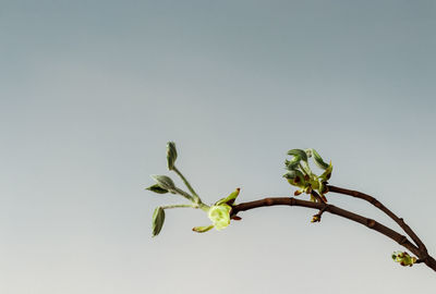 Low angle view of plant against clear sky