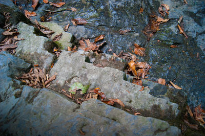 High angle view of leaves on tree trunk