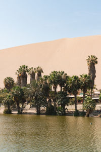 Palm trees on desert against clear sky