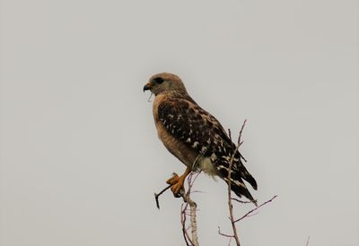 Close-up of bird perching on branch against clear sky