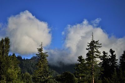 Low angle view of trees against sky