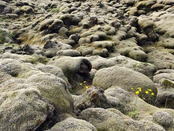 High angle view of sheep on rock