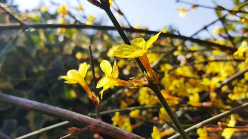 Close-up of yellow flowering plant