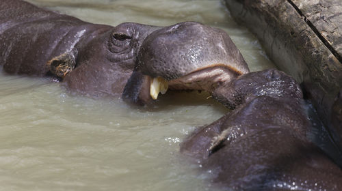 High angle view of hippopotamuses fighting in lake